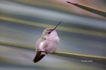 Annas-Hummingbird;Annas-Hummingbird;Calypte-costae;Female;Hummingbird;One;avifau